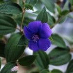 しこんのぼたん（紫紺野牡丹）Tibouchina urvilleana_0 (1)
