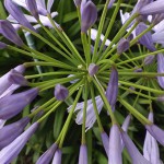 アガパンサス agapanthus_0 (1)