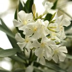 きょうちくとう（夾竹桃）Nerium oleander var. indicum_0 (3)