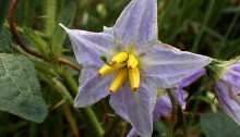 わるなすび（悪茄子）Solanum carolinense _0 (1)