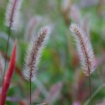 えのころぐさ （狗尾草 ）Setaria viridis_0