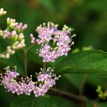 133.こむらさき（小紫）Callicarpa dichotoma_0 (7)