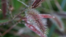 えのころぐさ （狗尾草 ）Setaria viridis_0 (1)