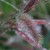 えのころぐさ （狗尾草 ）Setaria viridis_0 (1)