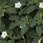 けちょうせんあさがお（毛朝鮮朝顔）Datura inoxia_0 (5)