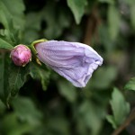 むくげ（木槿）Hibiscus syriacus_0