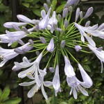 アガパンサス agapanthus_0 (4)