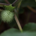 けちょうせんあさがお（毛朝鮮朝顔）Datura inoxia_0 (7)