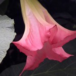 117.きだちちょうせんあさがお （木立朝鮮朝顔）Brugmansia_0 (3)