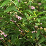 こむらさき（小紫）Callicarpa dichotoma_0 (6)