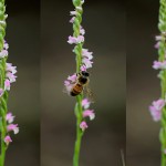 ねじばな（捩花） Spiranthes sinensis var. amoena_0 (1)