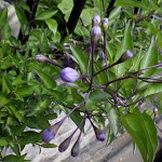 つるはななす（蔓花茄子）Solanum jasminoides_0 (1)
