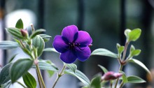 しこんのぼたん（紫紺野牡丹）Tibouchina urvilleana_0 (4)
