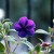 しこんのぼたん（紫紺野牡丹）Tibouchina urvilleana_0 (4)