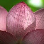 はす（蓮）Nelumbo nucifera_0 (7)