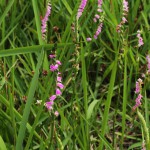 ねじばな（捩花） Spiranthes sinensis var. amoena_0 (2)