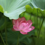 はす（蓮）Nelumbo nucifera_0 (10)