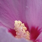 131.むくげ（木槿）Hibiscus syriacus_0 (5)