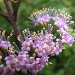 こむらさき（小紫）Callicarpa dichotoma_0 (8)