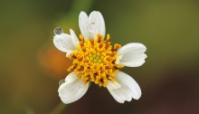 白の栴檀草とおもわれる5個の舌状花を持つ