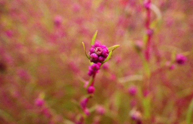 こきあ 箒草 Kochia Scoparia ウロウロ よろよろ フラフラ