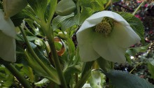 347.lenten rose_2