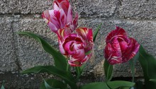 400.tulip_2