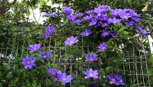 434.clematis_1