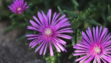 438.delosperma cooperi_3