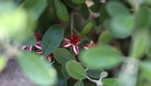 495.feijoa_1