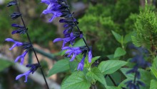 508.Salvia_guaranitica_1