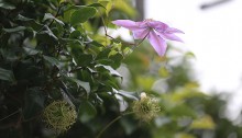 532.Clematis_3