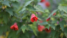 577.Abutilon Dwarf Red_2