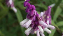 617.Mexican bush sage_2