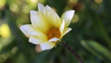 644.gazania_２