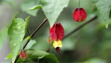 174.abutilon tyrolean lamp_4