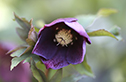 LentenRose_8