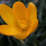 クロッカスCrocus vernus_1