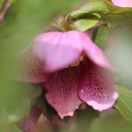 レンテンローズ Helleborus orientalis_3