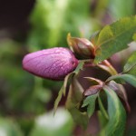 レンテンローズ Helleborus orientalis_4