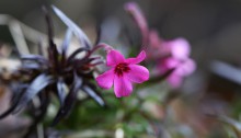 しばざくら（芝桜）Phlox subulata_1