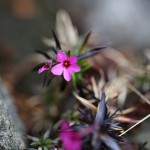 しばざくら（芝桜）Phlox subulata_2