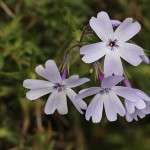 しばざくら（芝桜）Phlox subulata_5