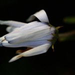 729.osteospermum_2