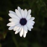 729.osteospermum_4