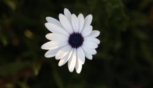 729.osteospermum_4