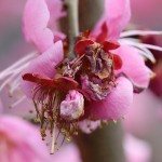 732.うめ（梅）Prunus mume_2