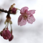 かわずざくら（河津桜 ）Cerasus lannesiana Carrière, 1872 ‘Kawazu-zakura’_2