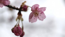 かわずざくら（河津桜 ）Cerasus lannesiana Carrière, 1872 ‘Kawazu-zakura’_2