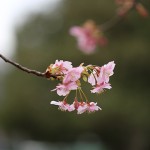 かわずざくら（河津桜 ）Cerasus lannesiana Carrière, 1872 ‘Kawazu-zakura’_4